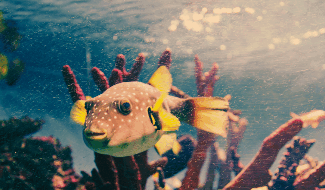 Wat je lijf je vertelt; lichaamsgerichte coaching bij onrust