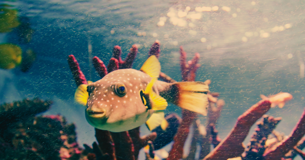 Somatic Experiencing Felt Sense